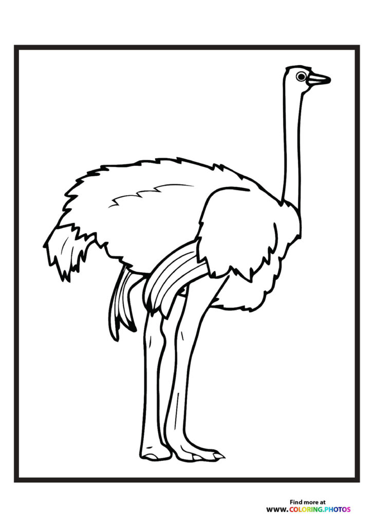 Zoo ostrich