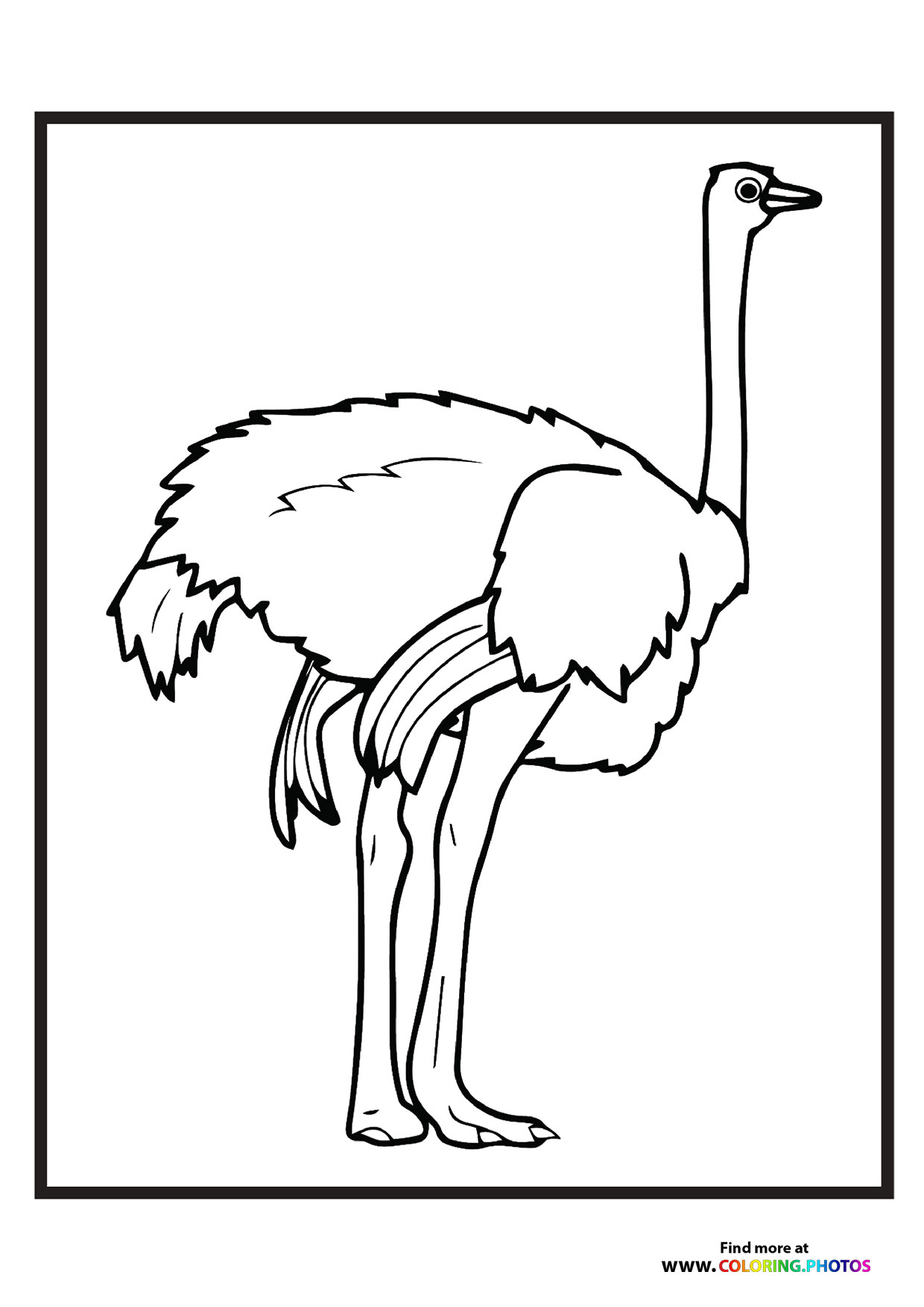 Zoo ostrich