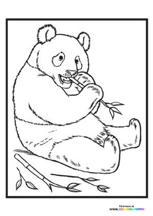 Zoo panda