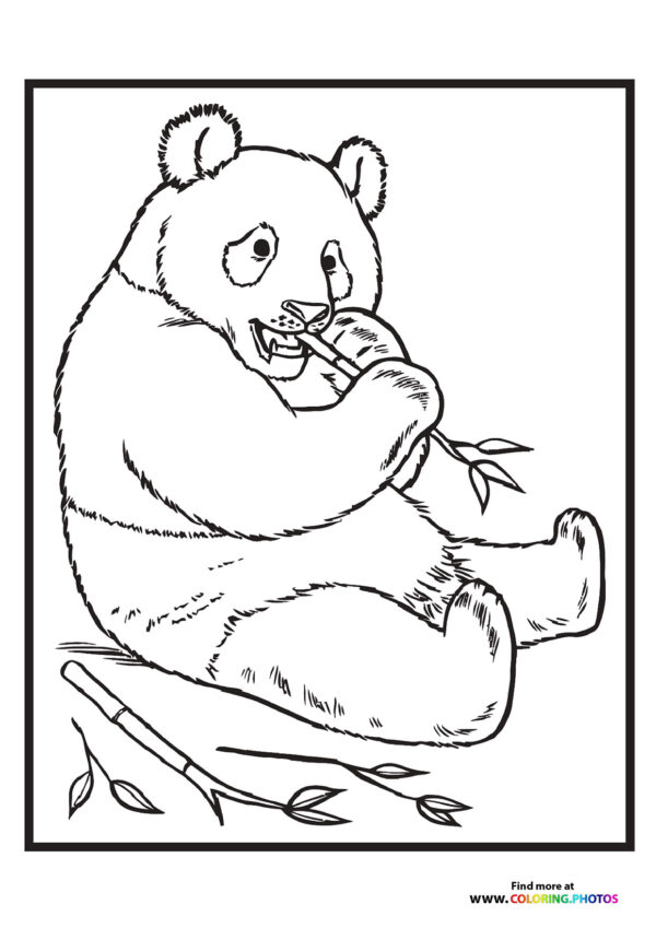Zoo panda
