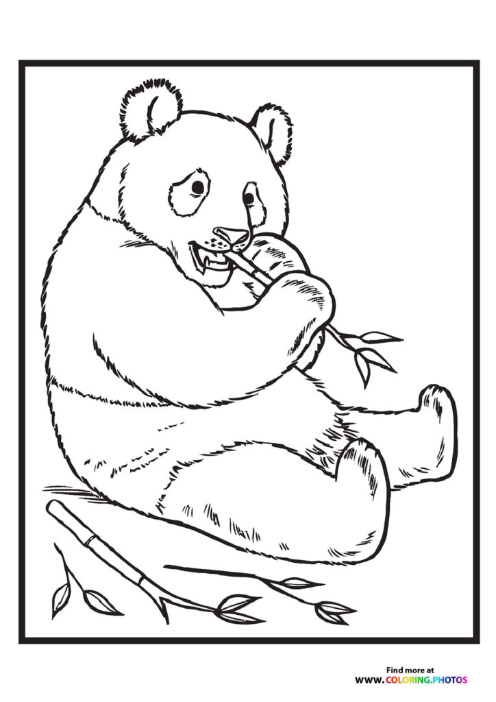 Zoo panda