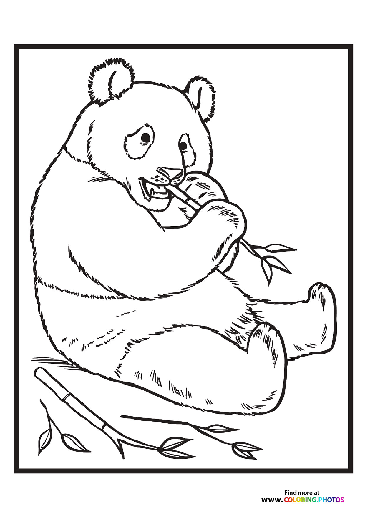 Zoo panda