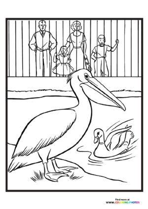 Zoo pelican