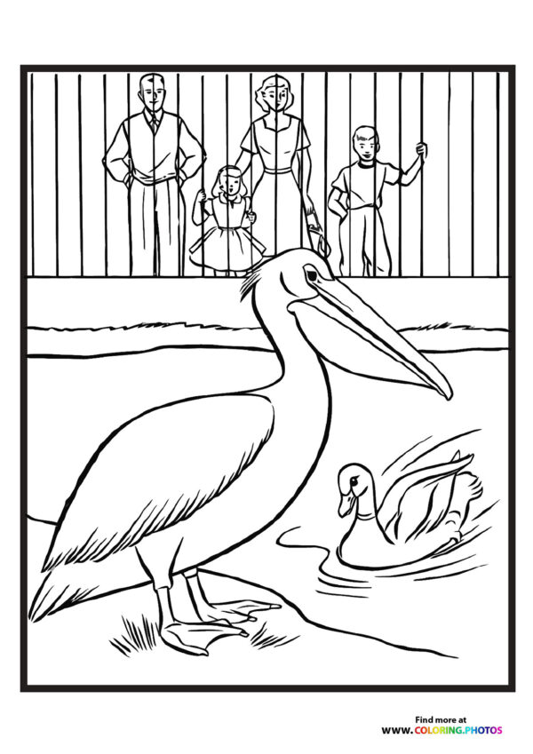 Zoo pelican