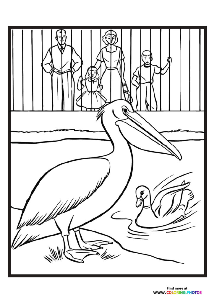 Zoo pelican