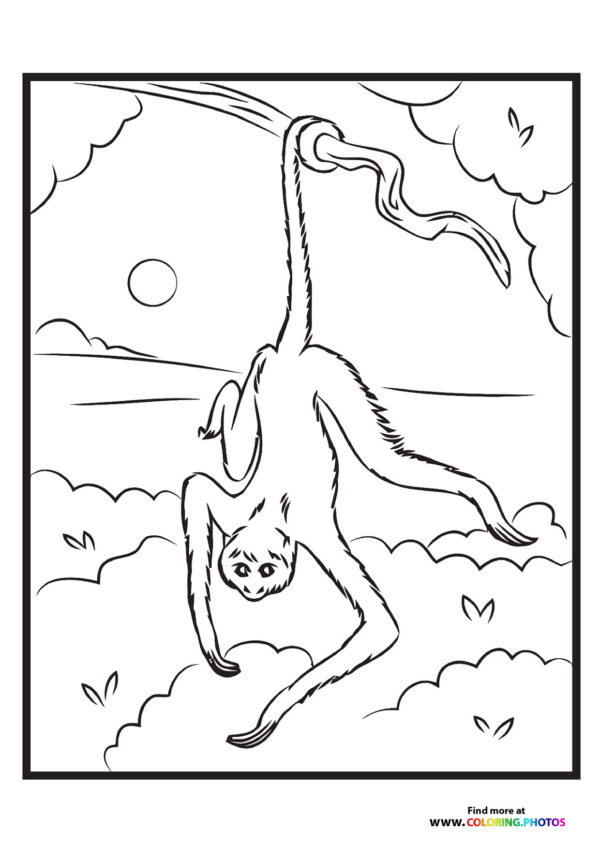 Zoo sloth