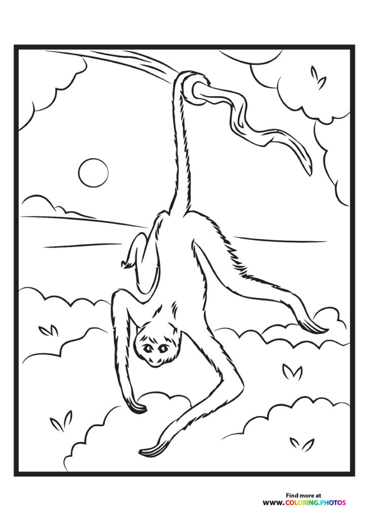 Zoo sloth