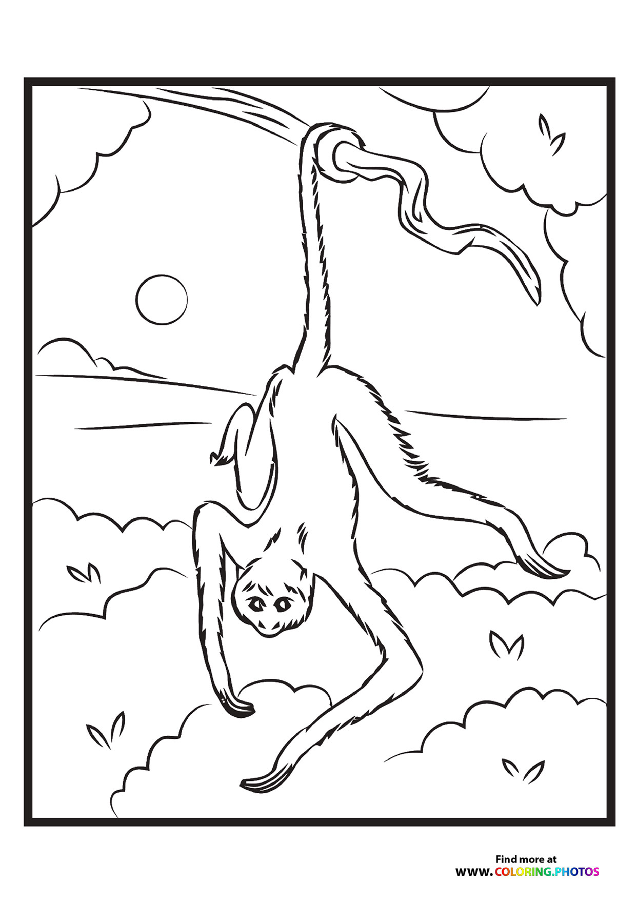 Zoo sloth