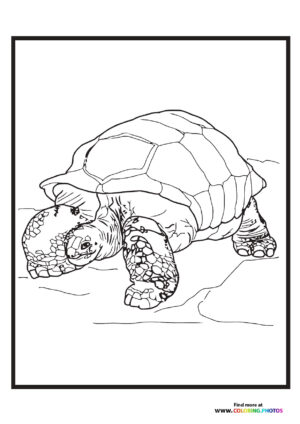Zoo turtle