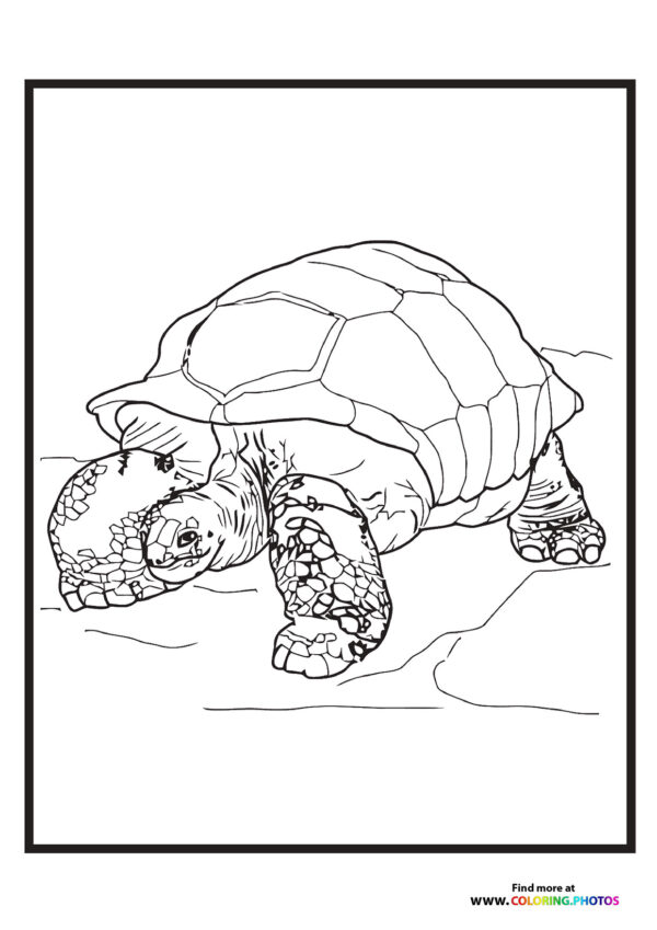 Zoo turtle