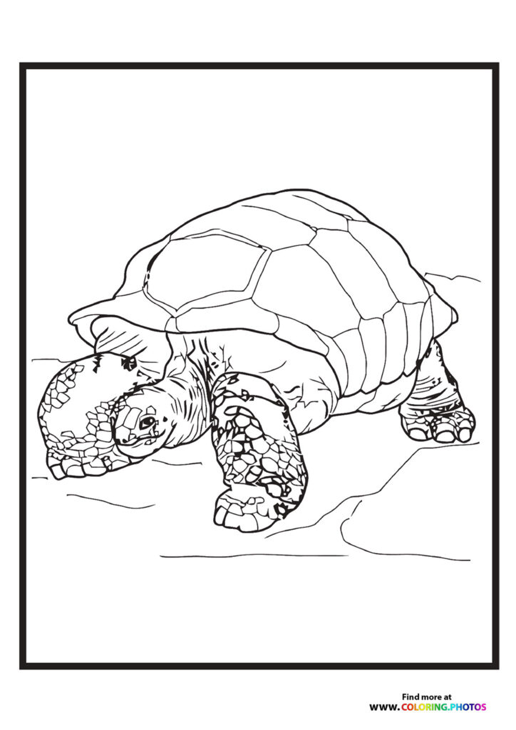 Zoo turtle