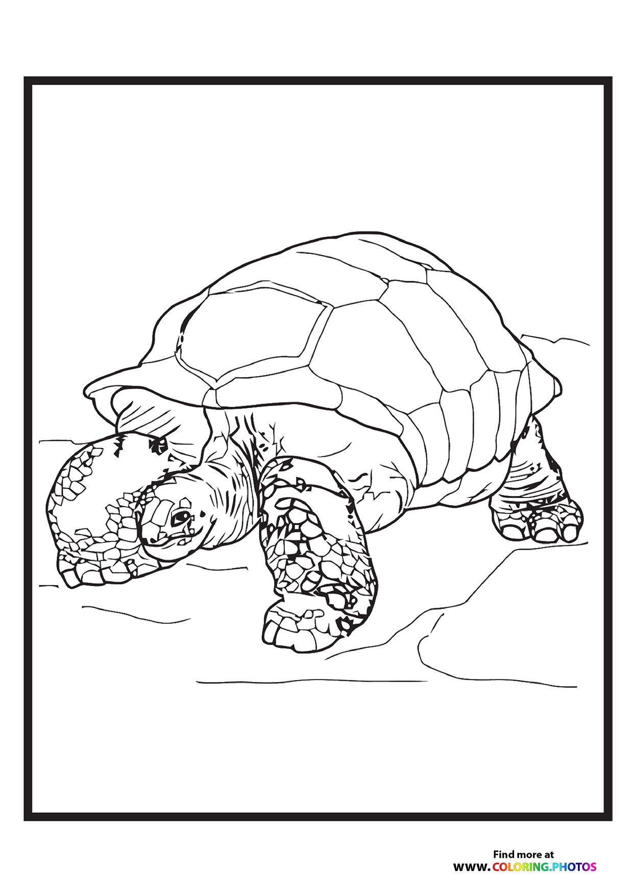Zoo turtle