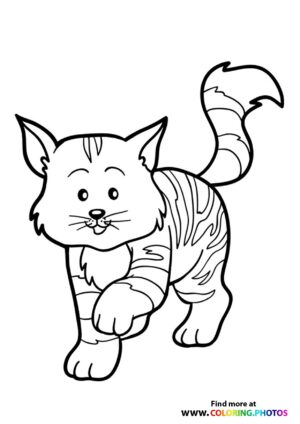 Cat walking around