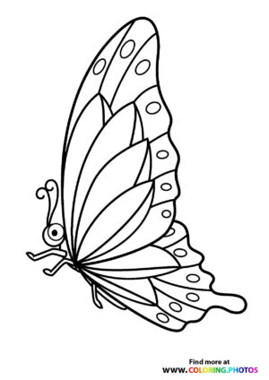 Butterfly with beautiful wings