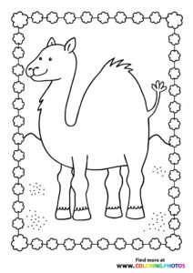 Camels