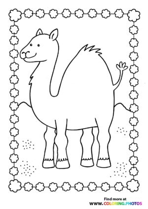 Camel in a desert