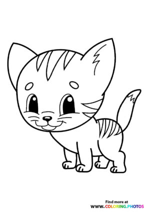 Cute little cat
