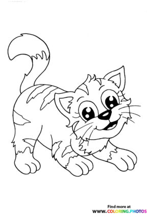 Cat having fun