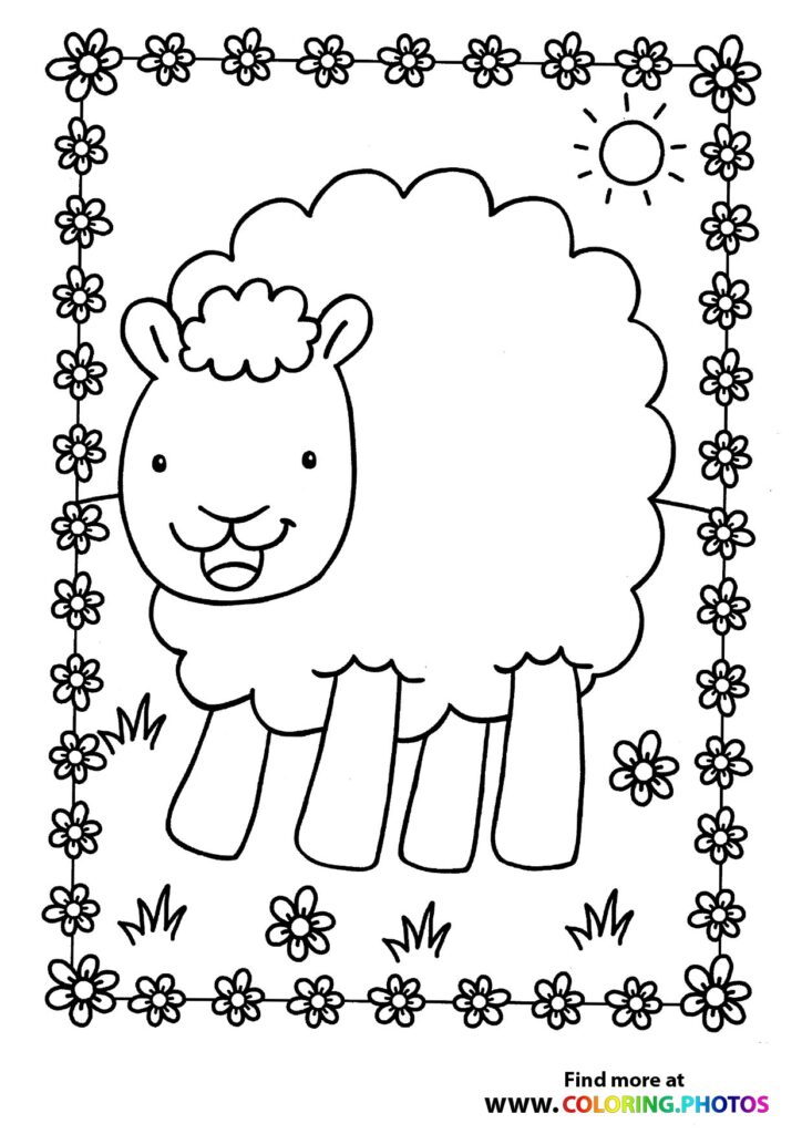 Sheep on a field