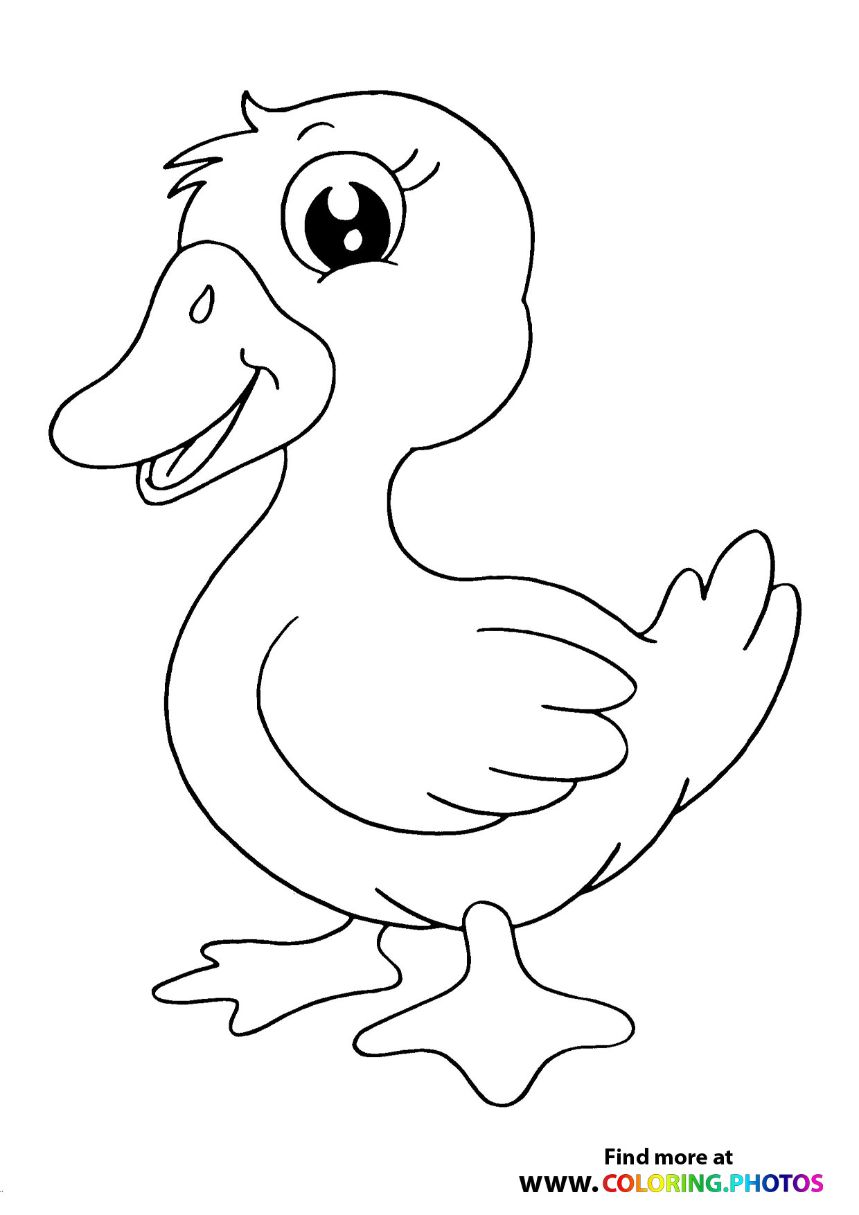 Little cute duck