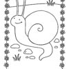 Snail on a field