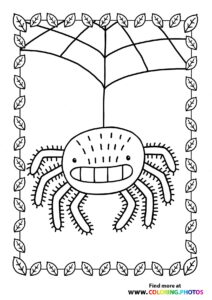 Spiders