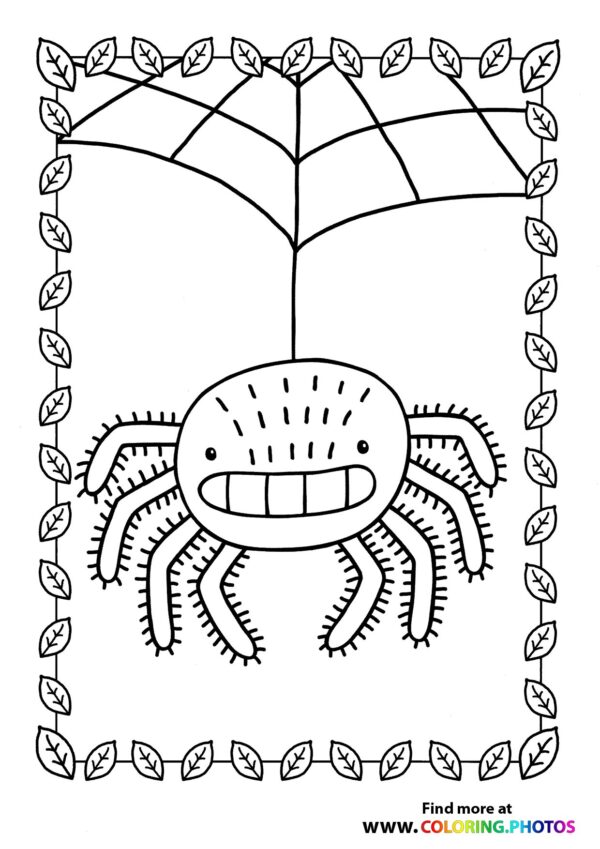 Spider hanging from the net
